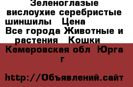 Зеленоглазые вислоухие серебристые шиншилы › Цена ­ 20 000 - Все города Животные и растения » Кошки   . Кемеровская обл.,Юрга г.